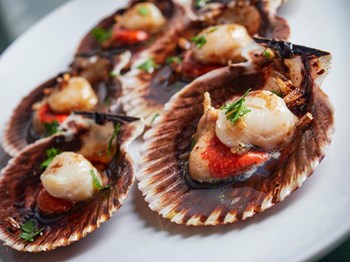 Vieiras del Pacífico - Imagen 1